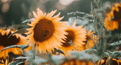 Sunflower Quotes Wallpapers - Wallpaper Cave