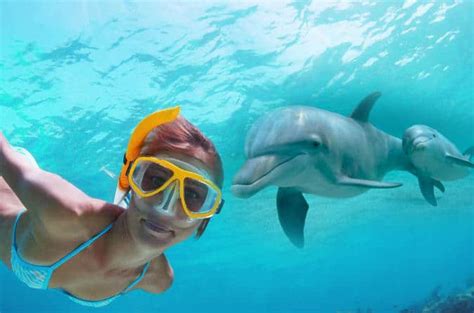 Live Your Aloha: The Top 7 Swimming with Dolphin Tours in Hawaii