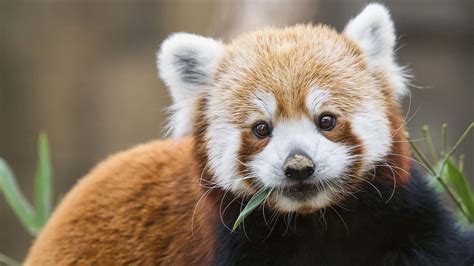 There are two species of red panda, not just one | CNN