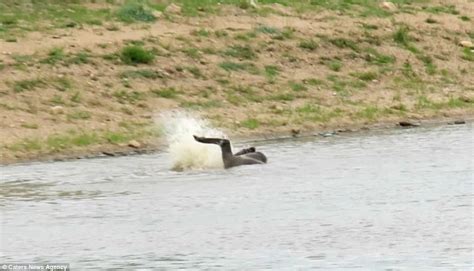 The great eѕсарe: Unsuspecting waterbuck is dragged underwater by a crocodile but Ьгeаkѕ free in ...