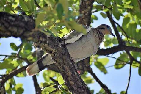 Peaceful Dove - Paphos Zoo