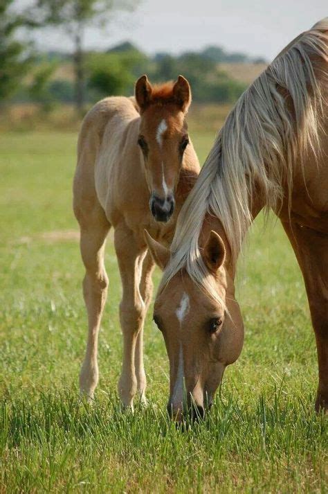 tickled-fancy | Horses, Pretty horses, Beautiful horses