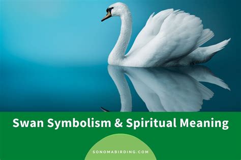 Swan Symbolism and Meaning (Totem, Spirit, and Omens) - Sonoma Birding