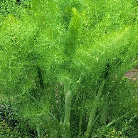 Herb Fennel Seeds - Beechmount Garden Centre