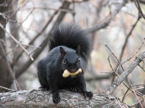 Oshawa Animal Control: Learn More About the Black Squirrel