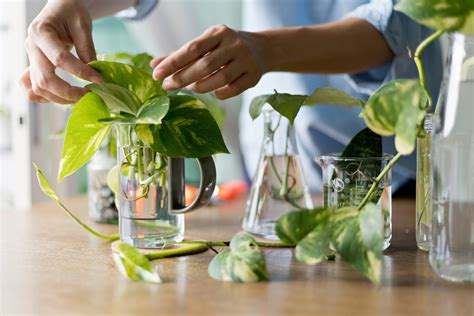 How to Grow and Take Care of a Pothos Houseplant - The Habitat