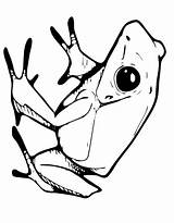 Tree frog coloring Page  Coloring Us sketch template