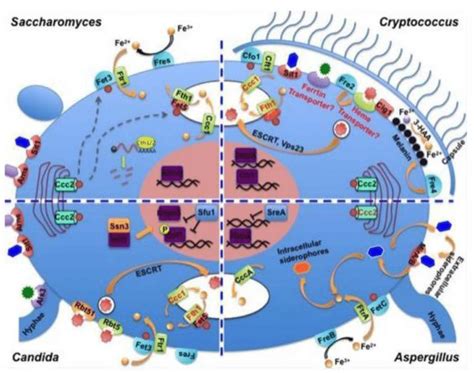 Schematic representation of the most commonly used nanomedicine types ...