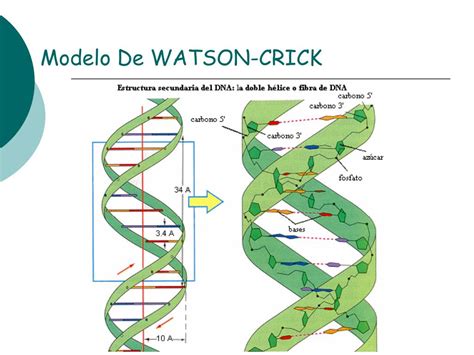 PPT - Ácidos Nucleicos (ADN y ARN) PowerPoint Presentation, free ...