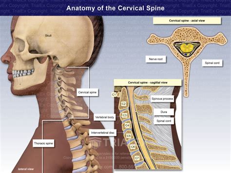 Anatomy of the Cervical Spine - TrialExhibits Inc.