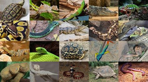 Reptiles of Africa Quiz