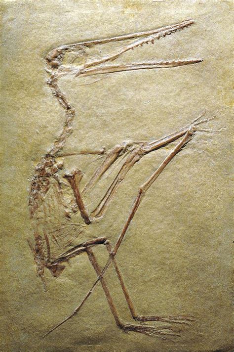 Pterosaur Fossil Photograph by Chris Hellier