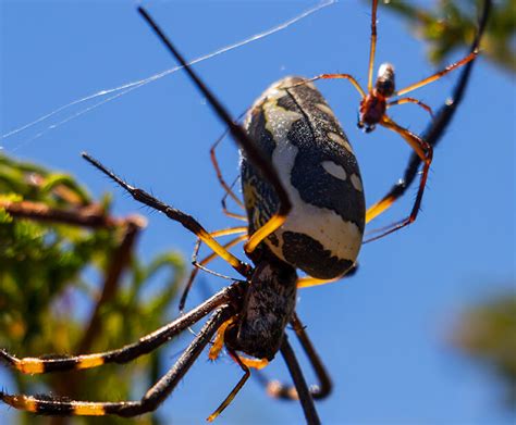 golden orb weaver | San Diego Zoo Wildlife Explorers