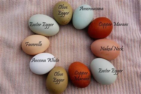 Color Wheel of Farm Fresh Eggs