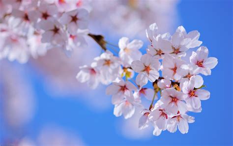 nature, Sunny, Spring, Flower, Tree, Blossom Wallpapers HD / Desktop ...