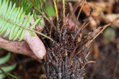 How to Propagate Ferns | Gardener’s Path