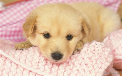 壁纸1440×900可爱小狗宝宝图片 Lovely Puppy dogs Puppies Photos壁纸,家有幼犬-可爱小狗壁纸壁纸图片-动物壁纸-动物图片素材-桌面壁纸