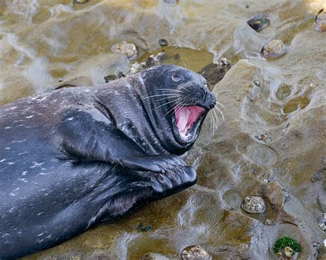 Sea Lion Clapping Stock Photos, Pictures & Royalty-Free Images - iStock