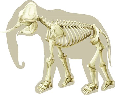 African Elephant Skull