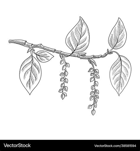 Drawing branch poplar tree with leaves Royalty Free Vector