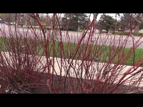 How to Prune a Red Twig Dogwood - HayFarmGuy