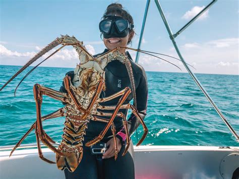 Florida Lobster Regulations for Divers in 2020-21 - OceanWide Explorers