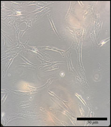 Morphology of adherent cells after isolation from corresponding tissue ...