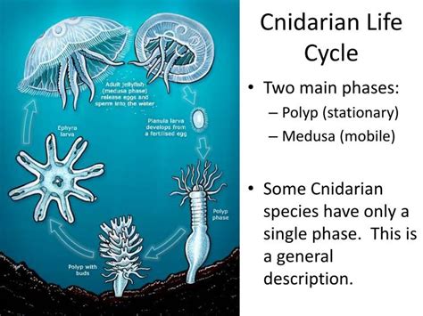 PPT - Phylum Cnidaria : More than Just Jellyfish PowerPoint Presentation - ID:2116915