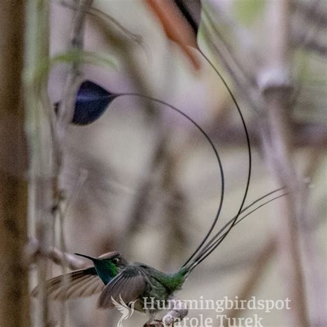 Marvelous Spatuletail | Hummingbird Facts Information | Hummingbird Feeder | Bird Photography