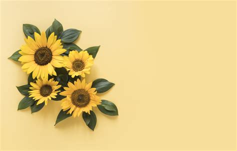 Wallpaper sunflowers, yellow, background, yellow, beautiful, sunflowers images for desktop ...