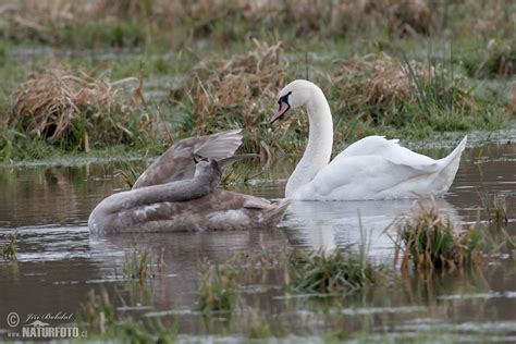 Mute Swan Photos, Mute Swan Images, Nature Wildlife Pictures | NaturePhoto