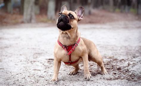 15 Fawn Dog Breeds: Beautiful Brown!