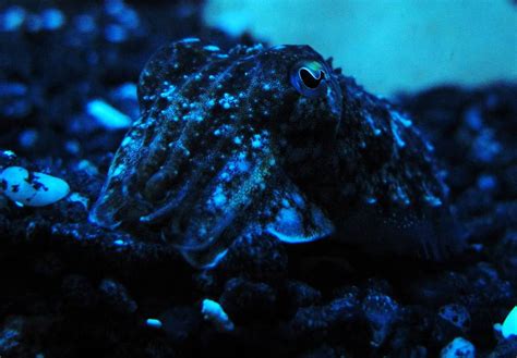 Beasts in a Populous City: Cuttlefish Camouflage