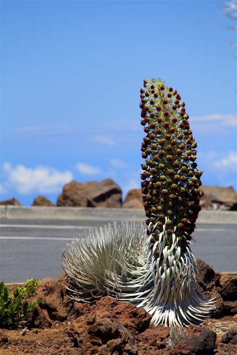 Silversword, a rare plant found in Haleakala National Park | Haleakala national park, Rare ...