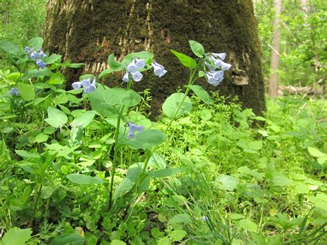 Bluebells. Spring 2012