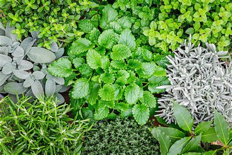 23 Cold-Hardy Herbs that Survive Winter | Gardener’s Path