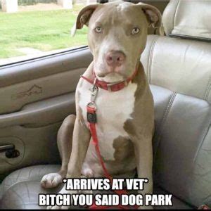 50+ Best Pitbull Memes