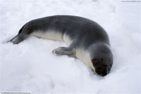 Arctic Seals: A List Of Seals That Live In The Arctic, With Pictures & Facts