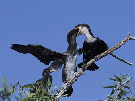 White-breasted Cormorant Phalacrocorax Lucidus Stock Photo - Image of phalacrocorax, family ...