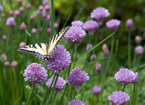 Slug repellent plants: 8 plants that slugs won't eat | Homes & Gardens