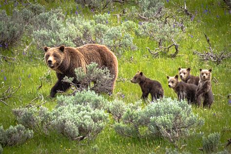 Bear 399, the grizzly that comes with paparazzi - WyoFile