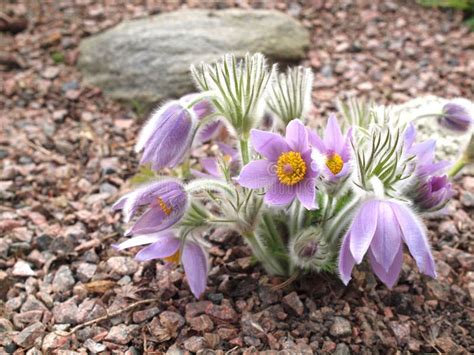 Saxifrage stock photo. Image of apiculata, blooming, dainty - 14208510