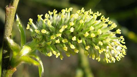 Goat Willow (Salix caprea) - British Trees - Woodland Trust