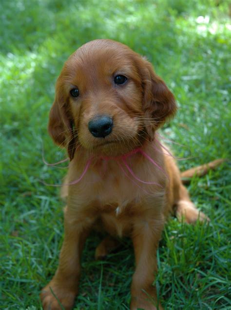 PUPPY CARE CENTER: Irish Setter Puppies Puppy Care Center and The dog breed is a full service ...