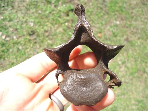 Quality Sloth Cervical Vertebra | Xenarthra | FOSSILS | Prehistoric Florida