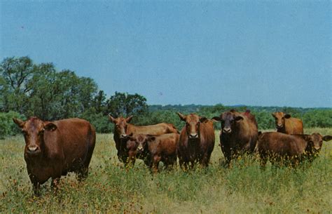 [Red Brangus Cattle] - Side 1 of 1 - The Portal to Texas History