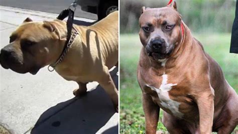 Killer Kimbo: How half of all XL bully dogs in Britain are descended from LA fighting dog - LBC