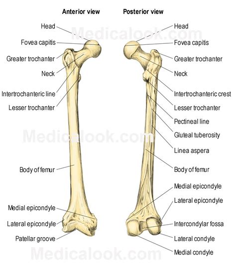 Pin on Anatomy | Medical anatomy, Anatomy bones, Physiology