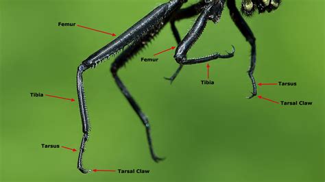 Dragonfly Anatomy