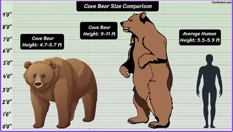 Cave Bear Size: How Big Were They? Compared With Others